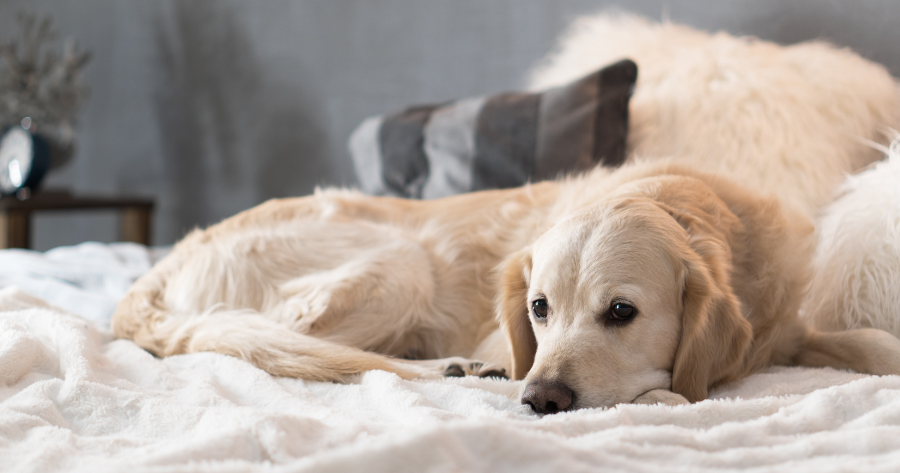 Jak opisać objawy zwierzęcia podczas konsultacji online ze specjalistą?